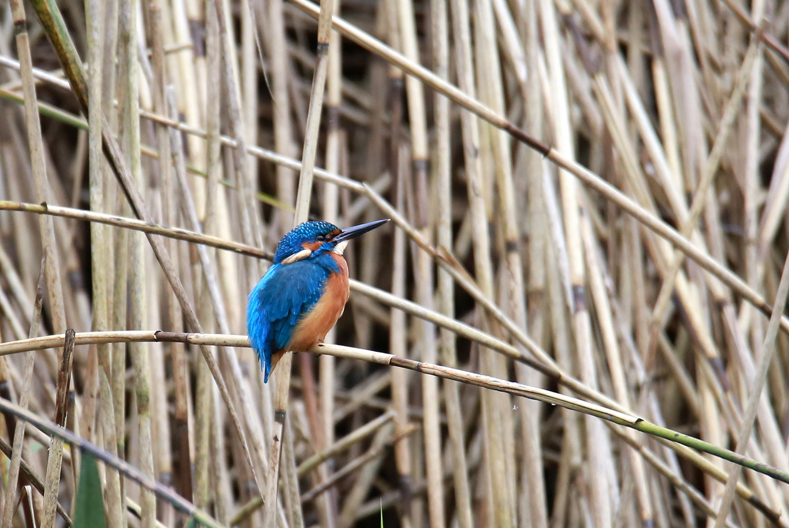 Eisvogel