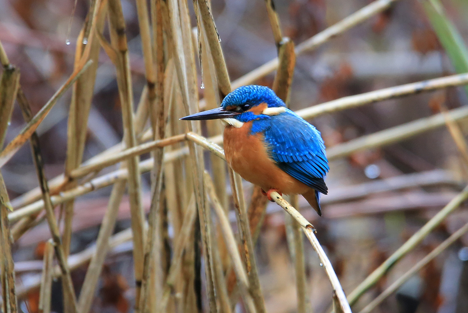 Eisvogel...