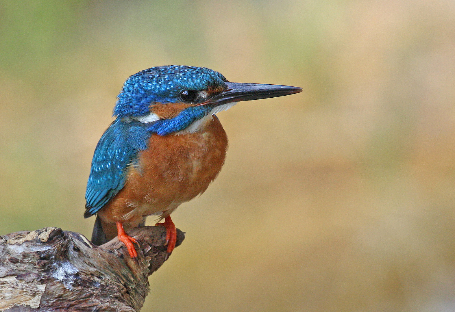 Eisvogel