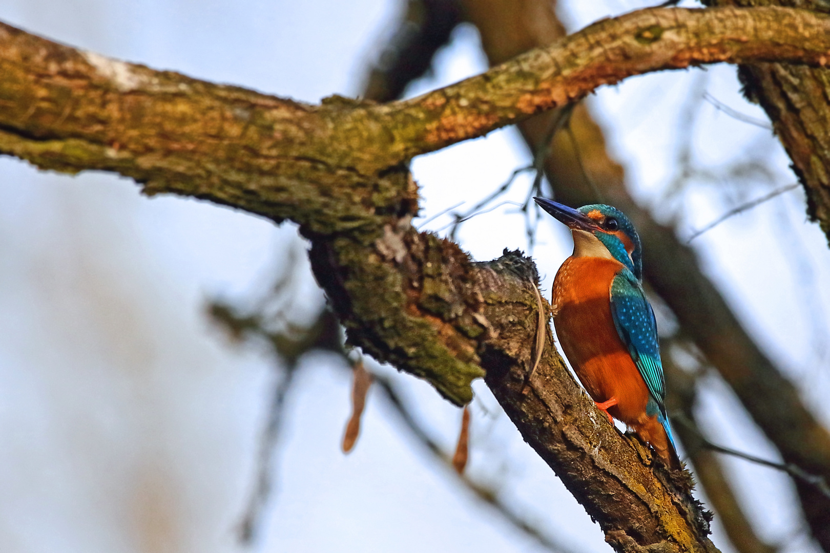 Eisvogel