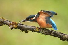 Eisvogel