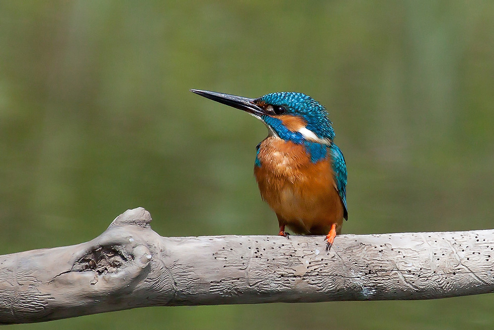 Eisvogel