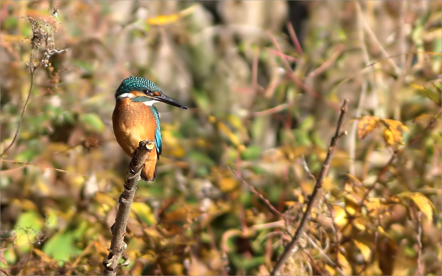 Eisvogel