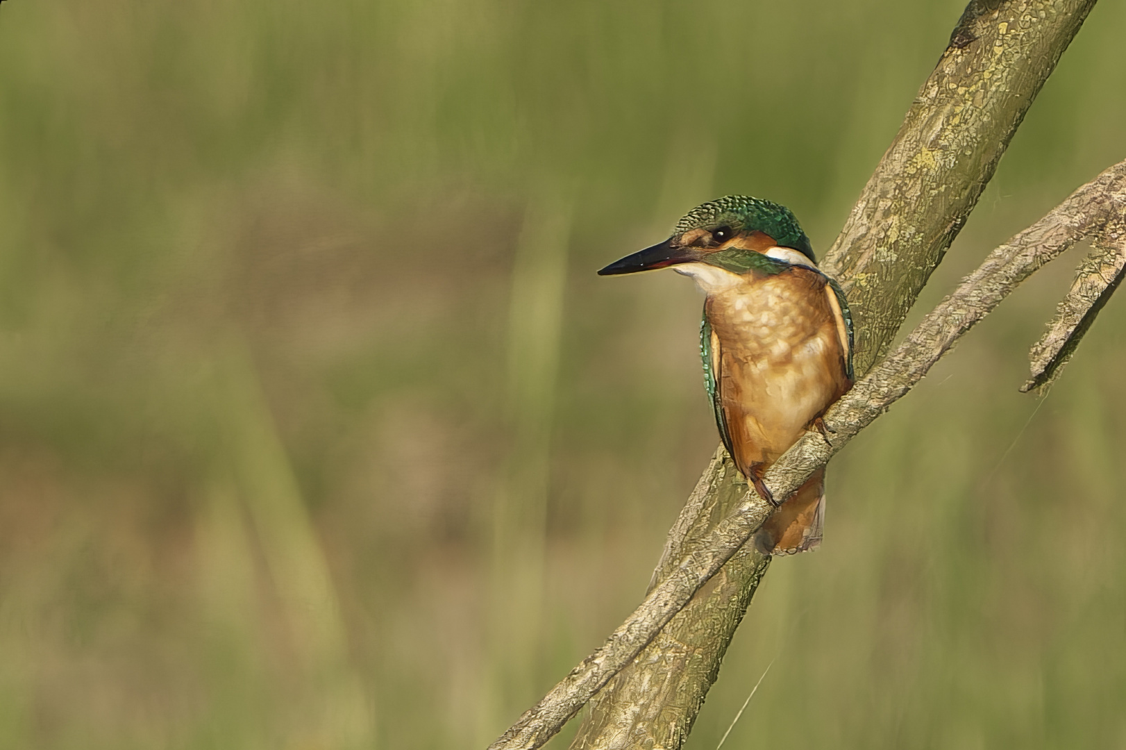 Eisvogel