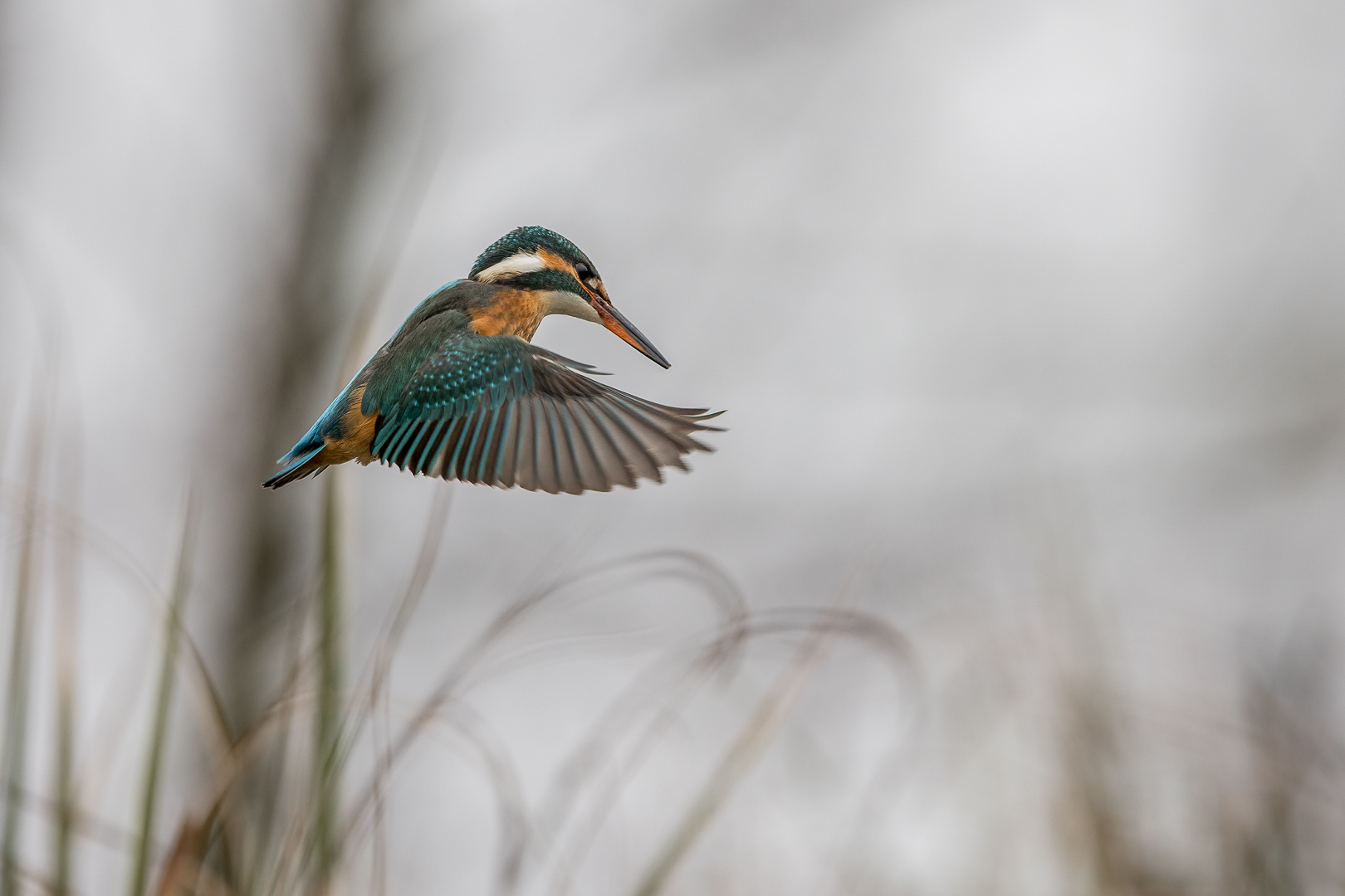 Eisvogel