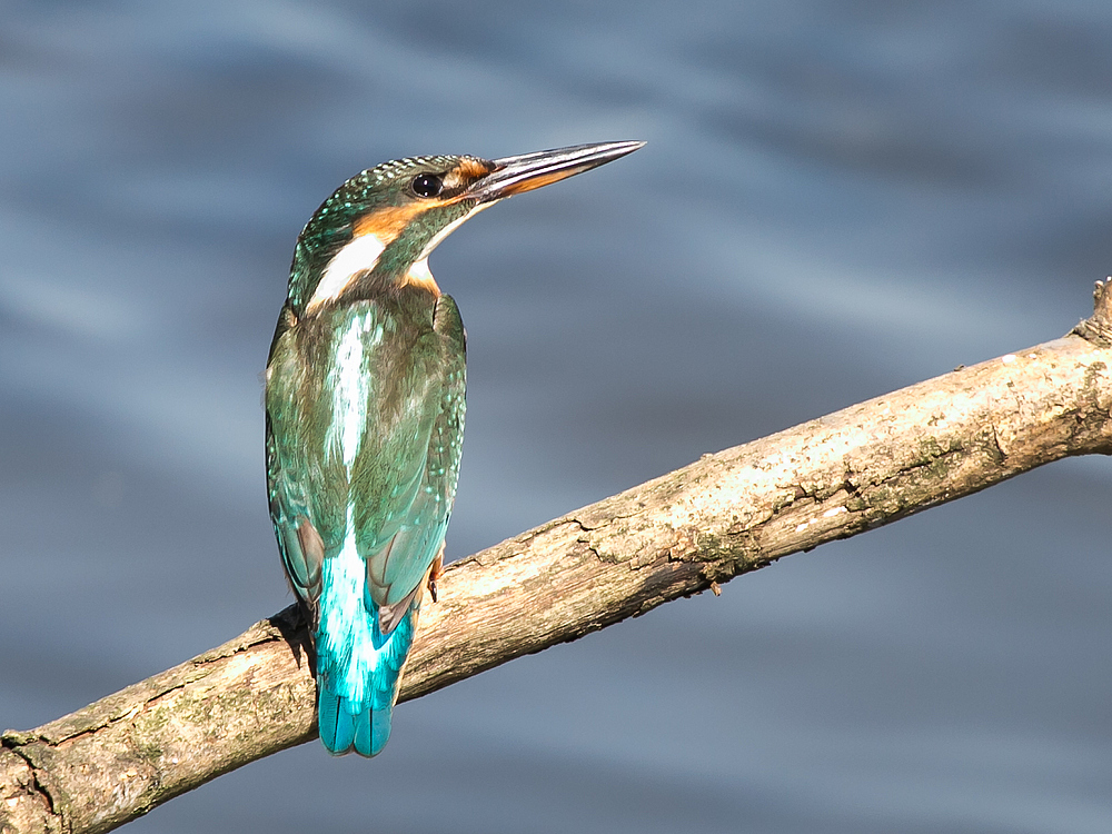 Eisvogel