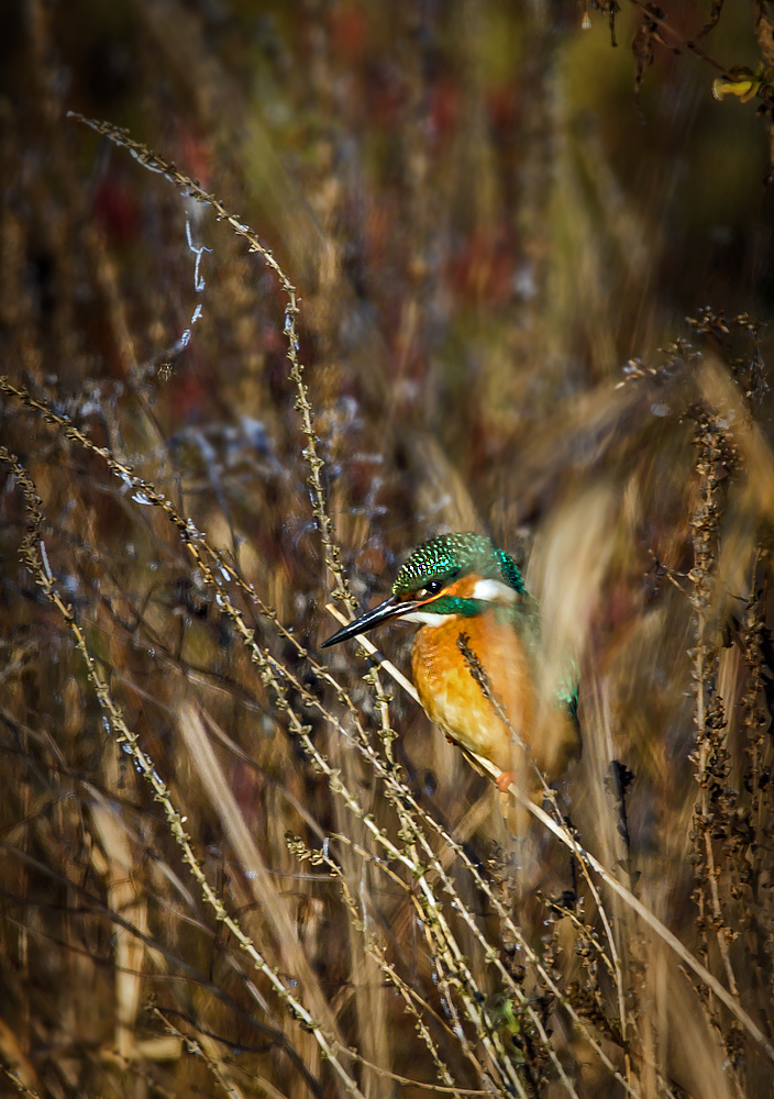 Eisvogel 