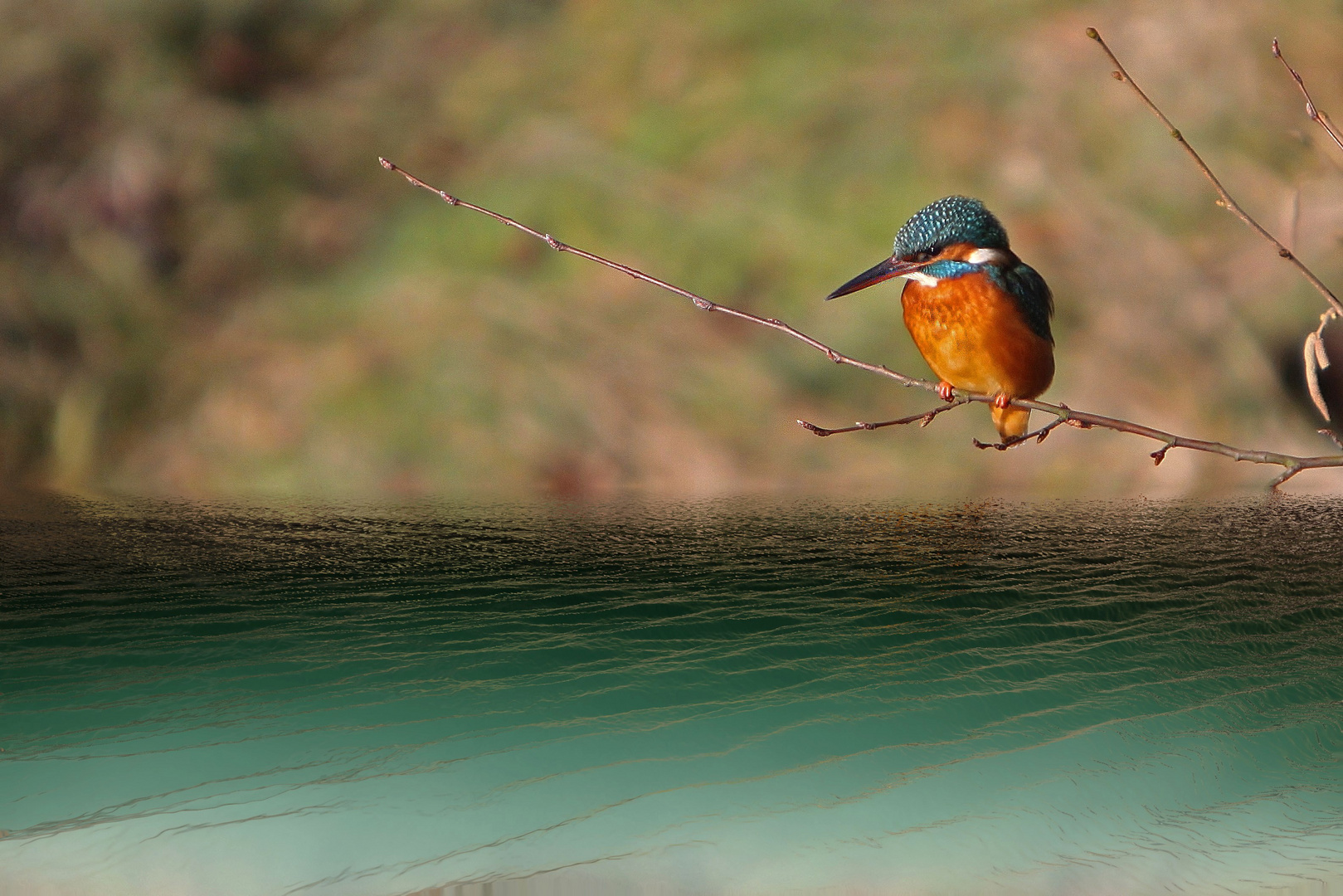 Eisvogel