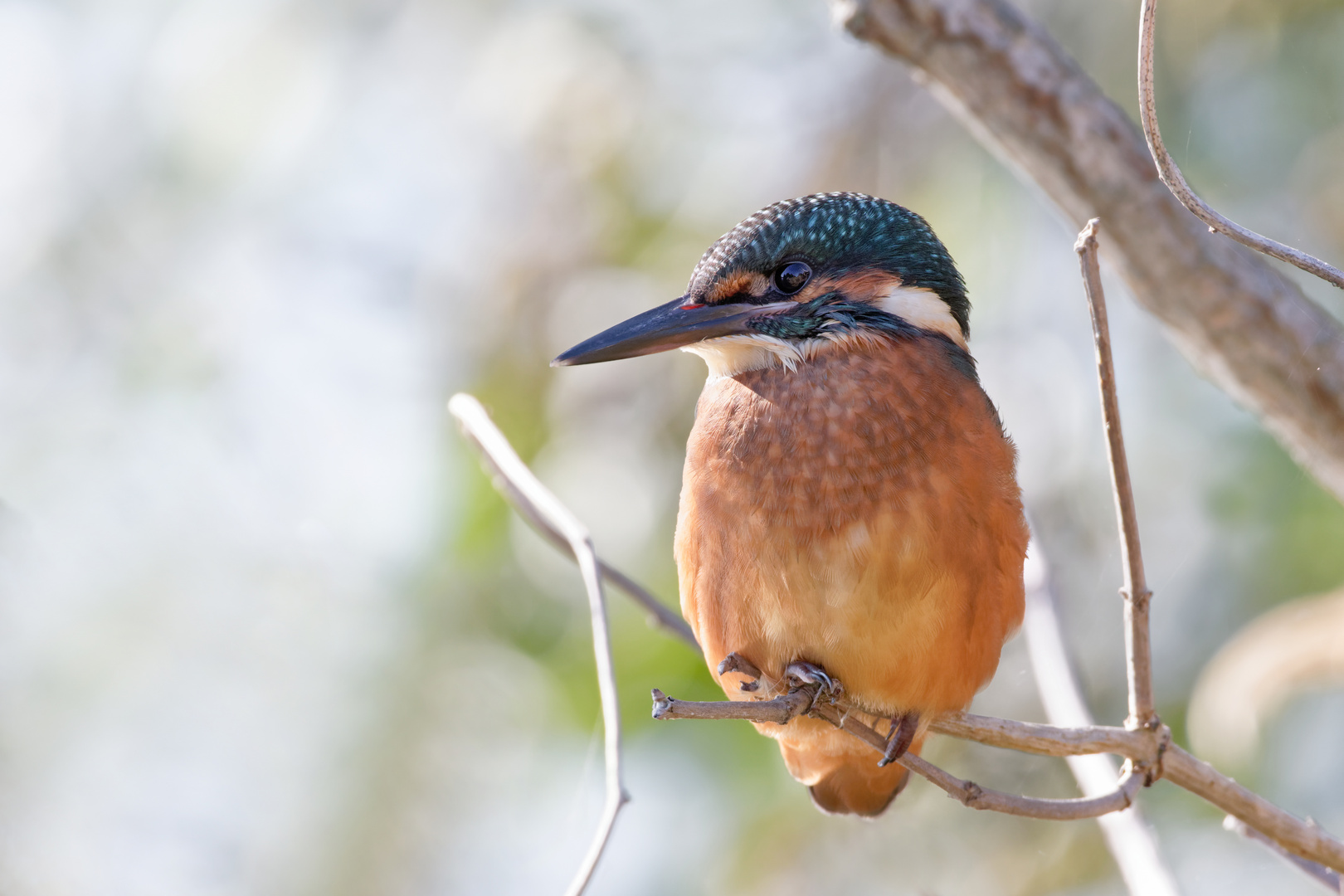 Eisvogel 