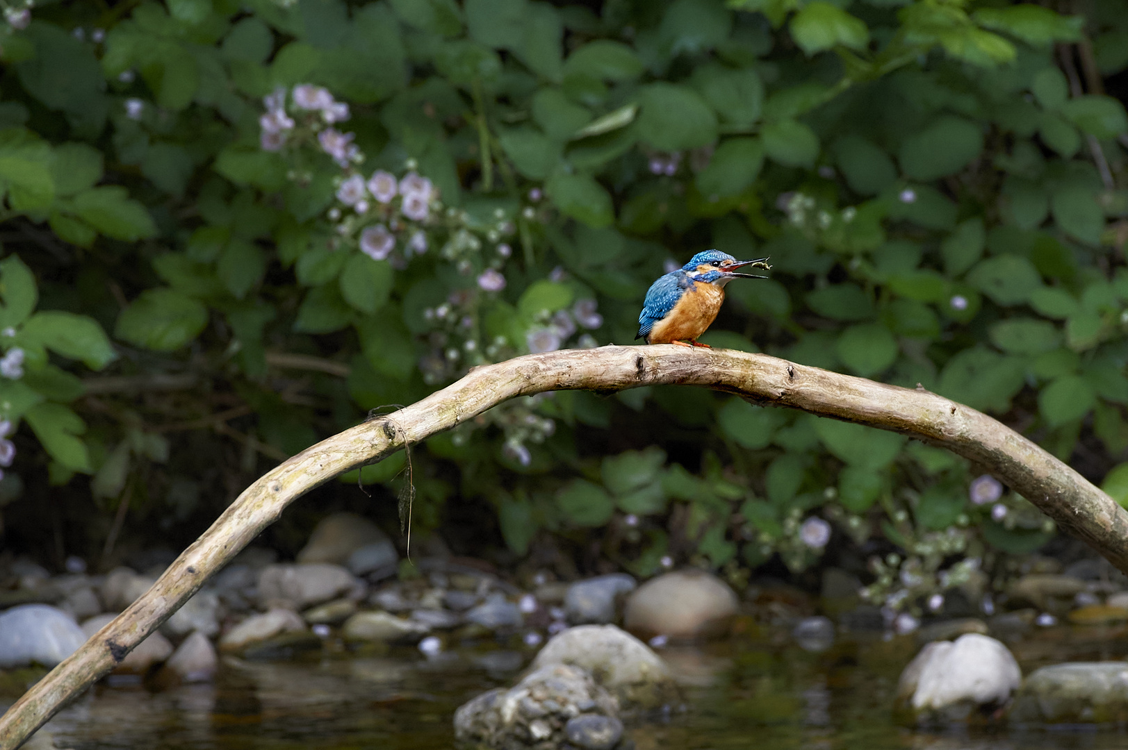 Eisvogel