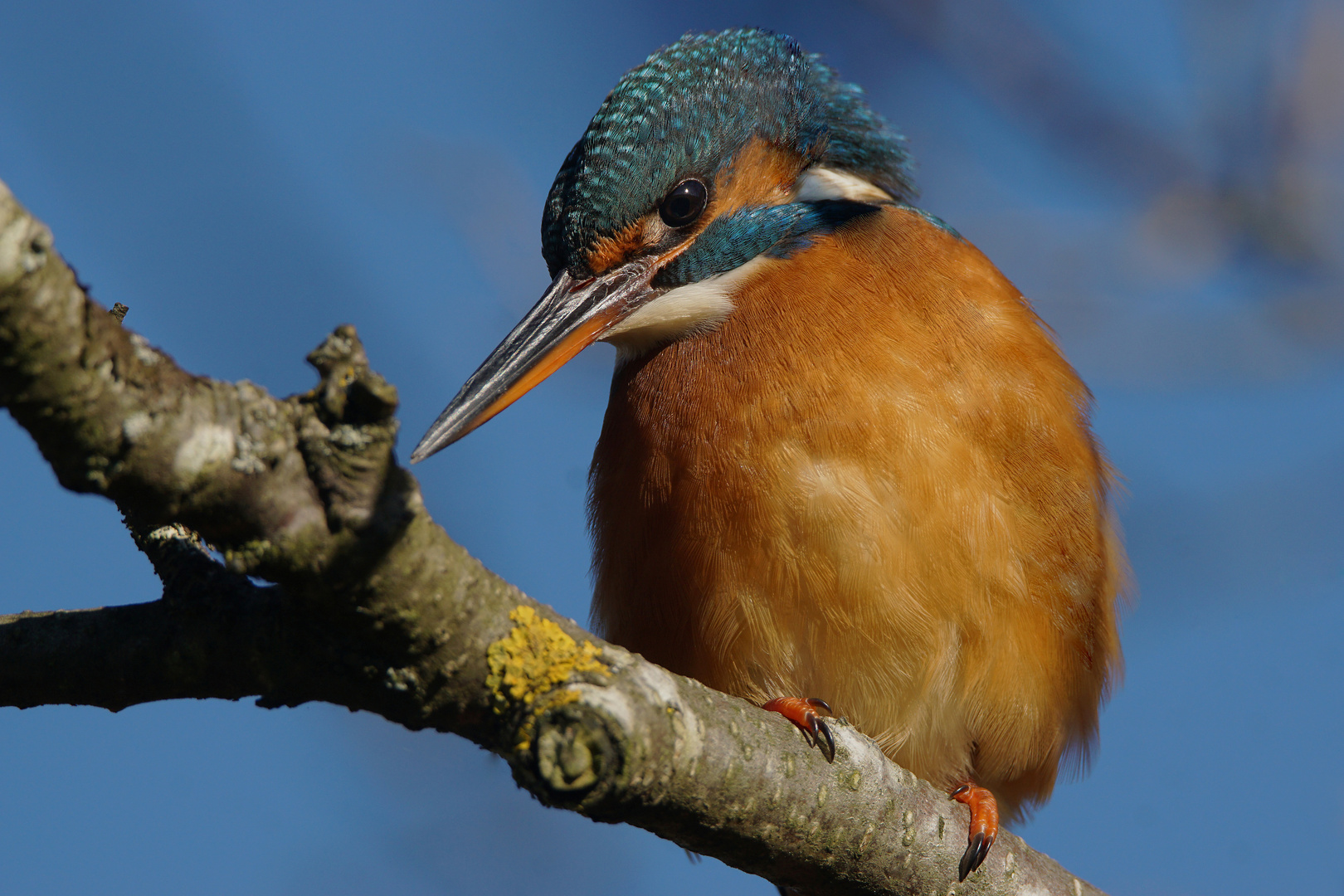 Eisvogel