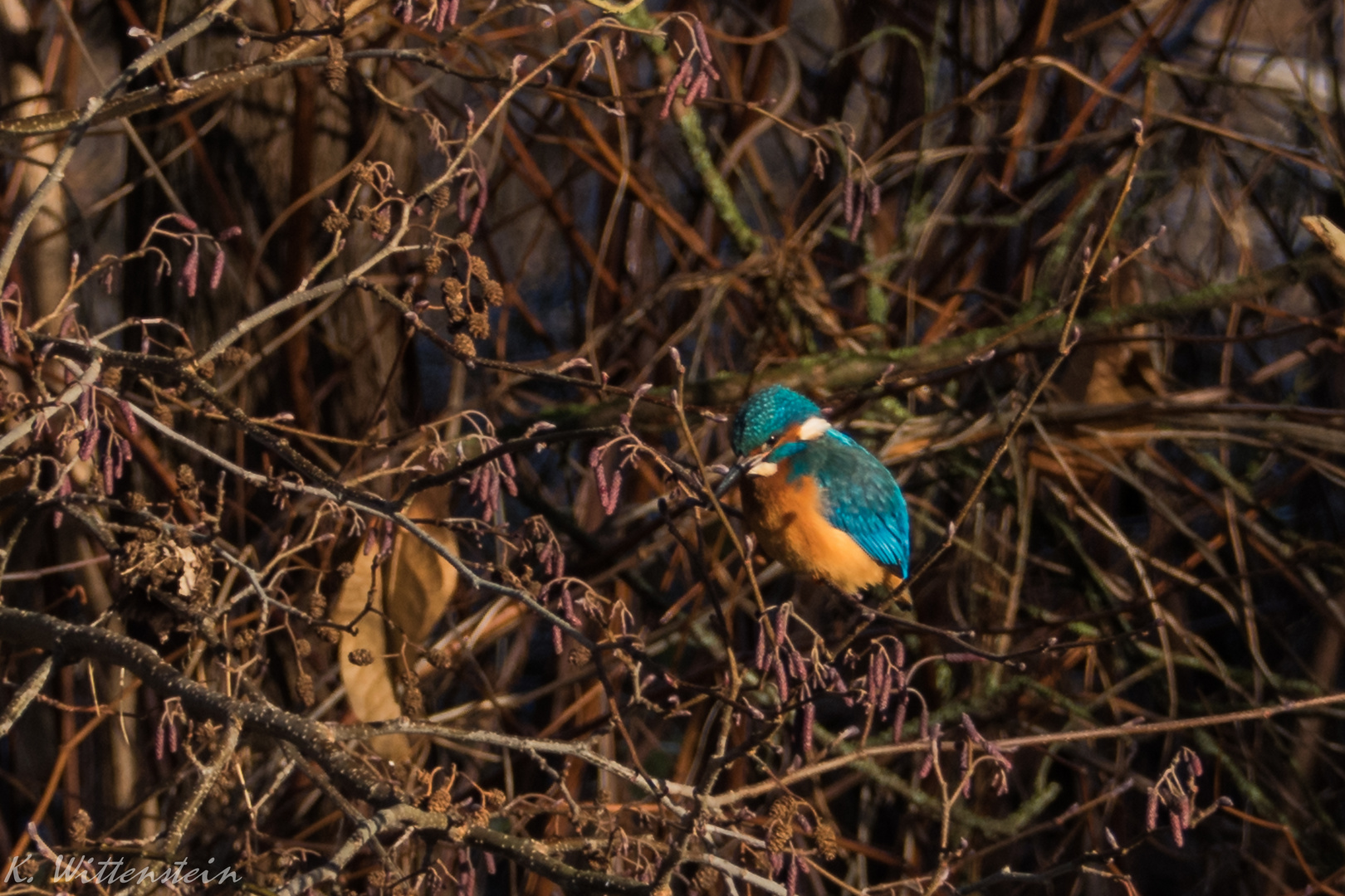 Eisvogel