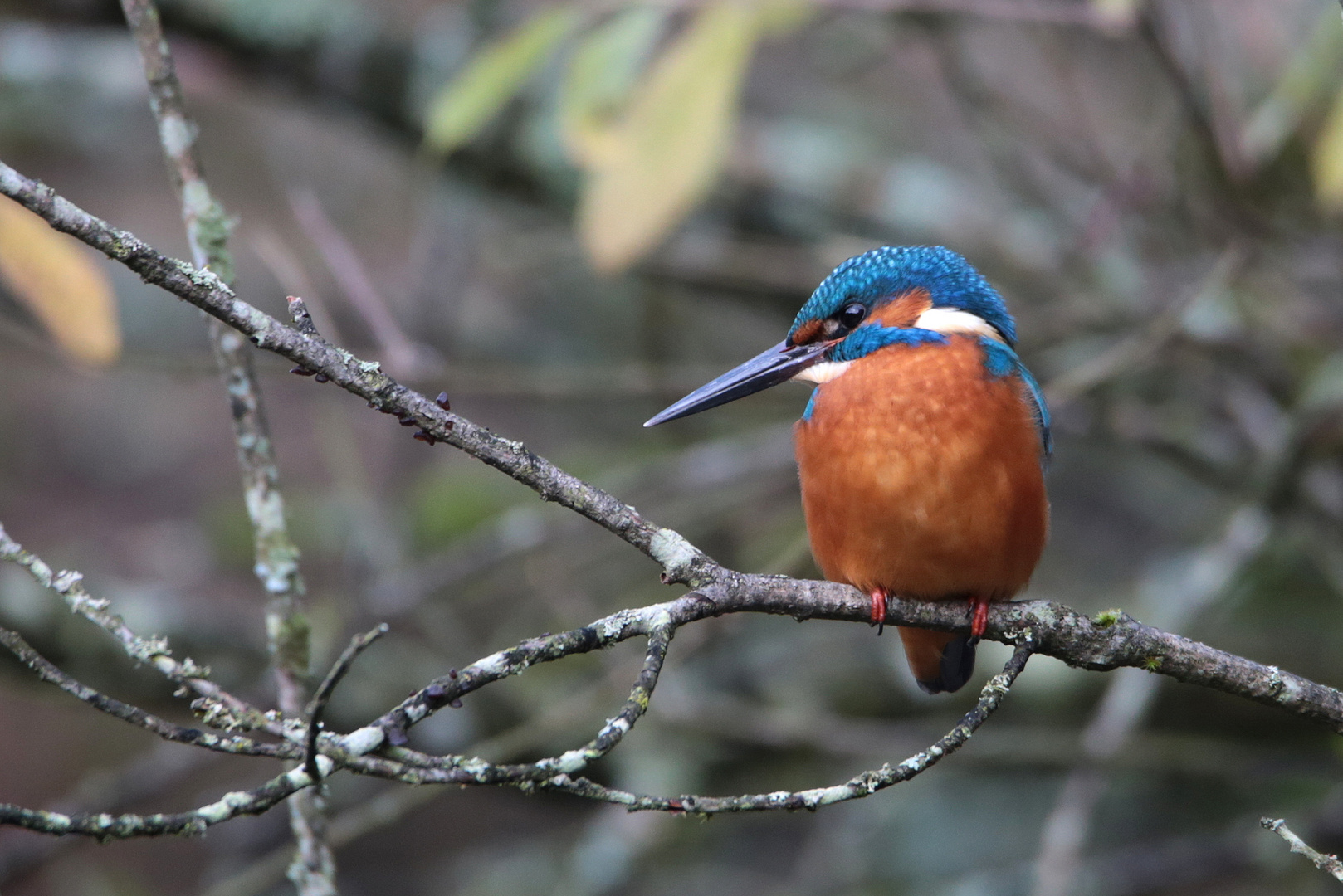 Eisvogel