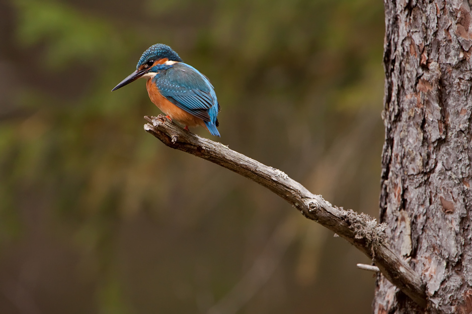 Eisvogel