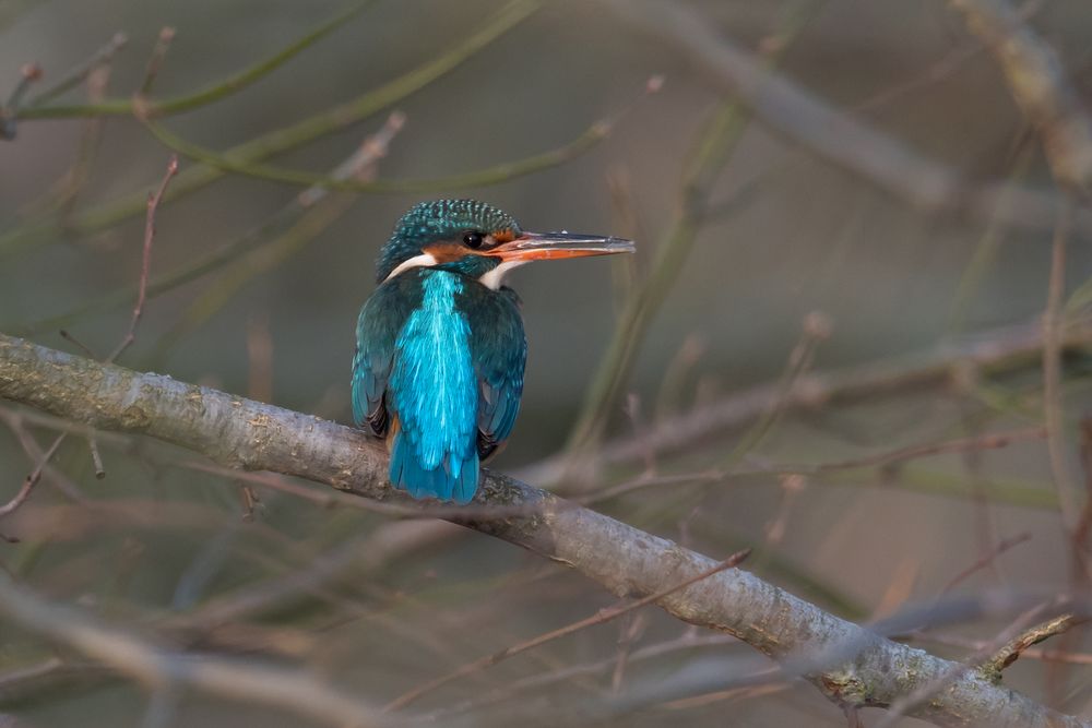 Eisvogel