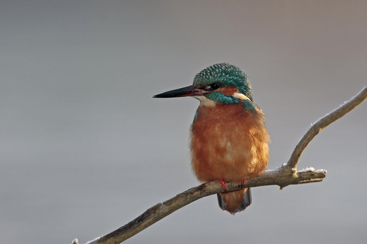 Eisvogel