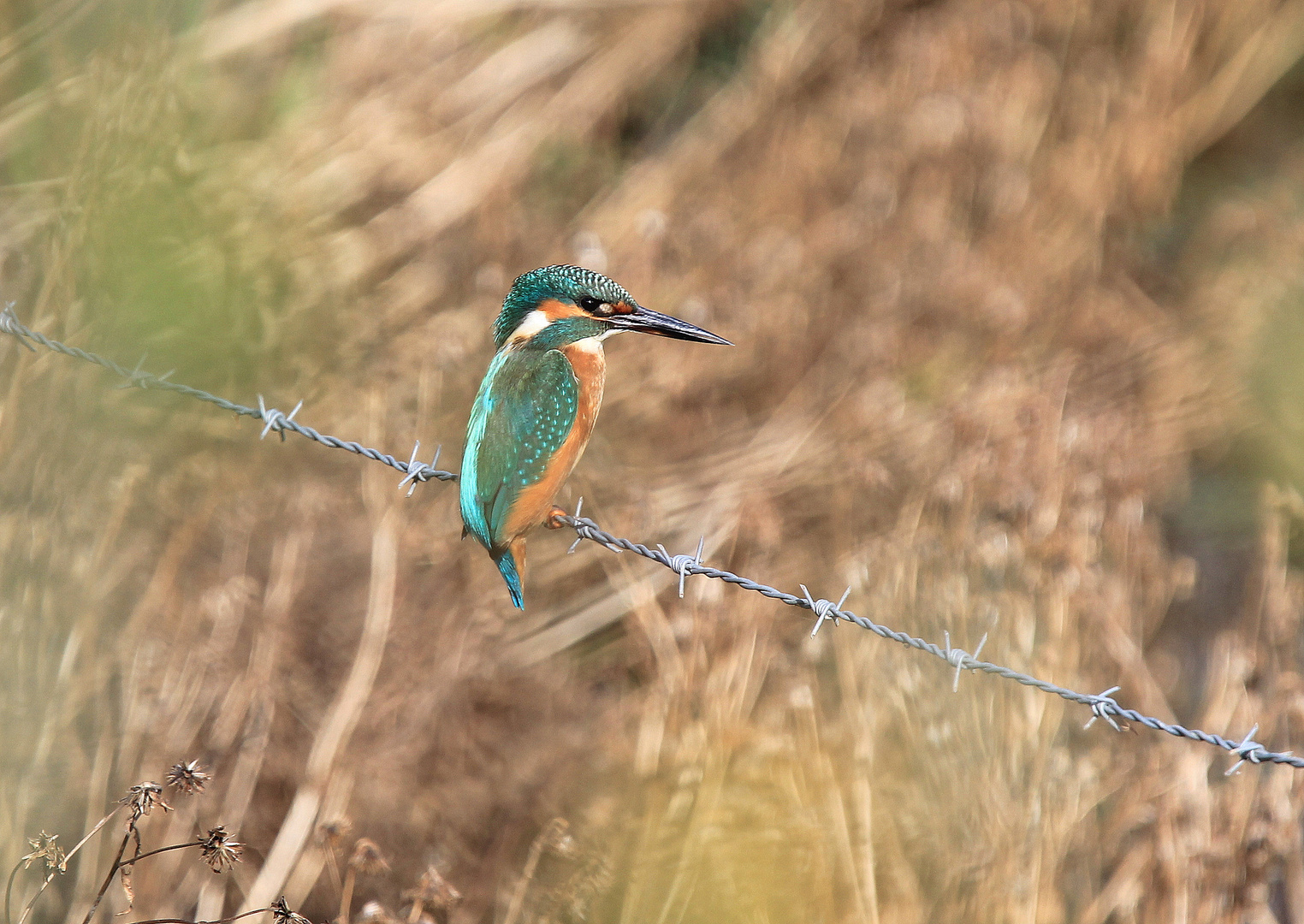 Eisvogel