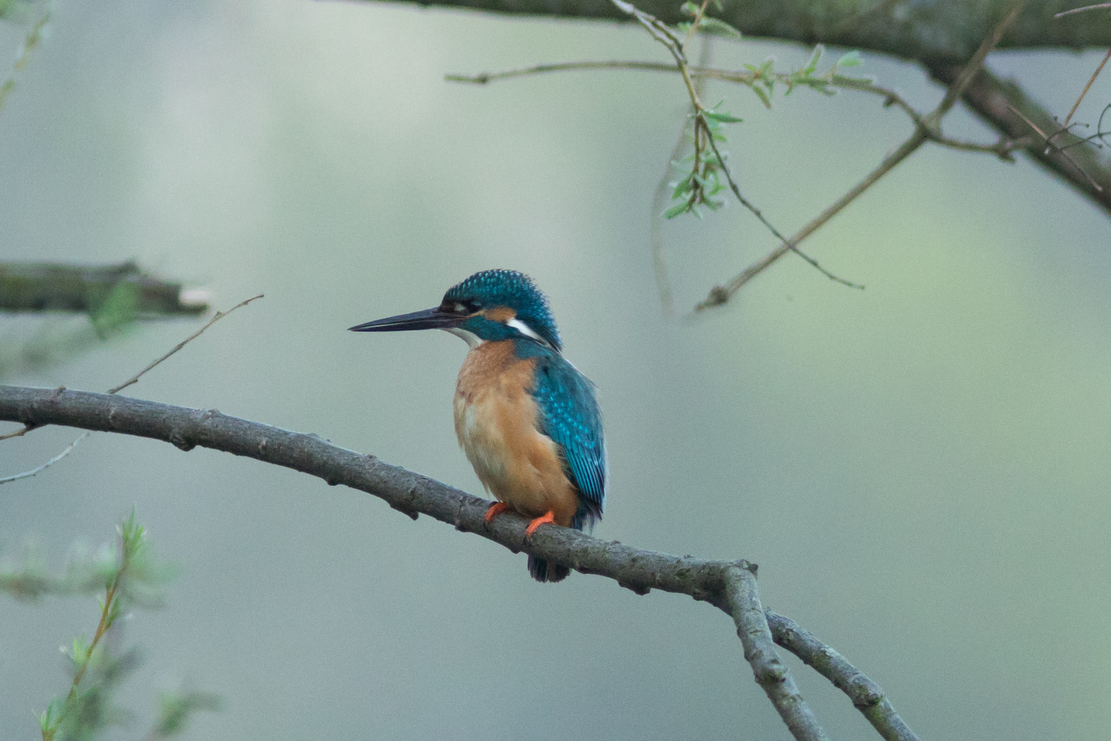 Eisvogel