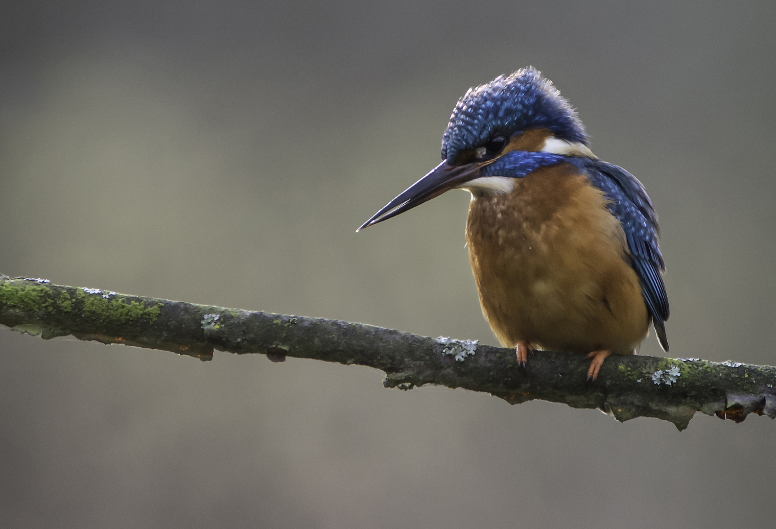 Eisvogel