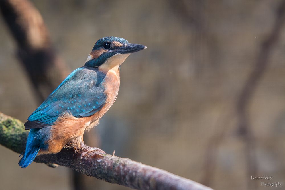 Eisvogel