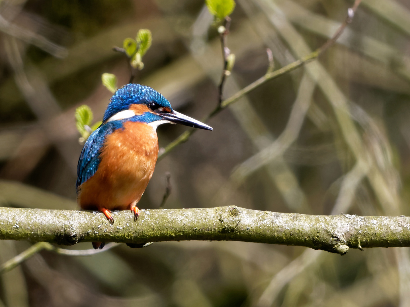 Eisvogel