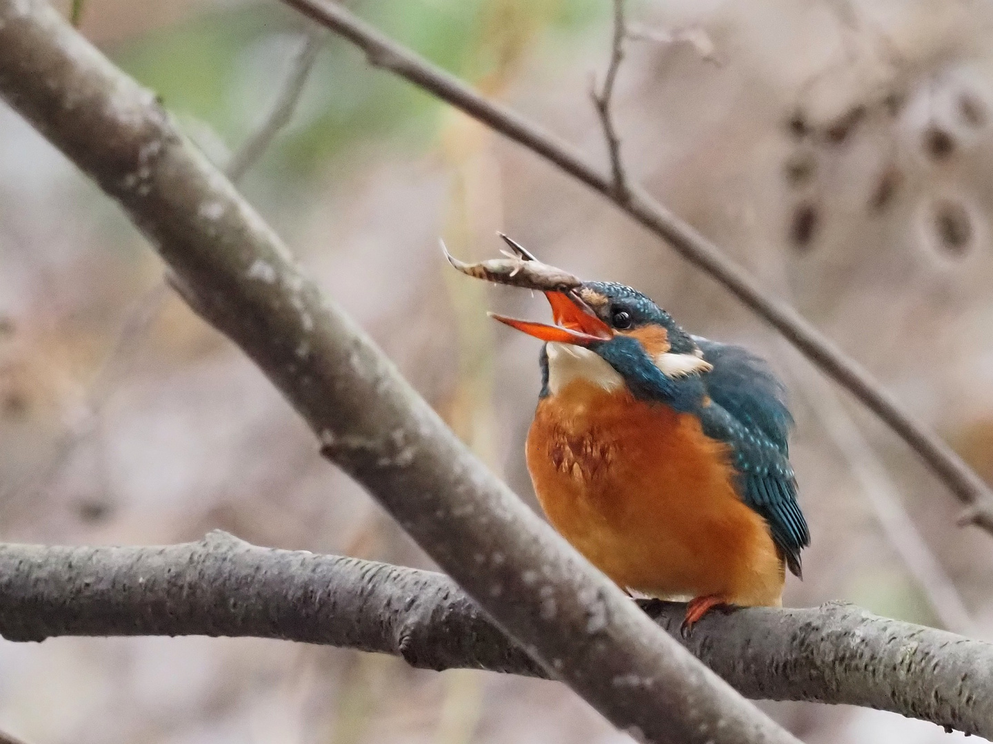 Eisvogel 