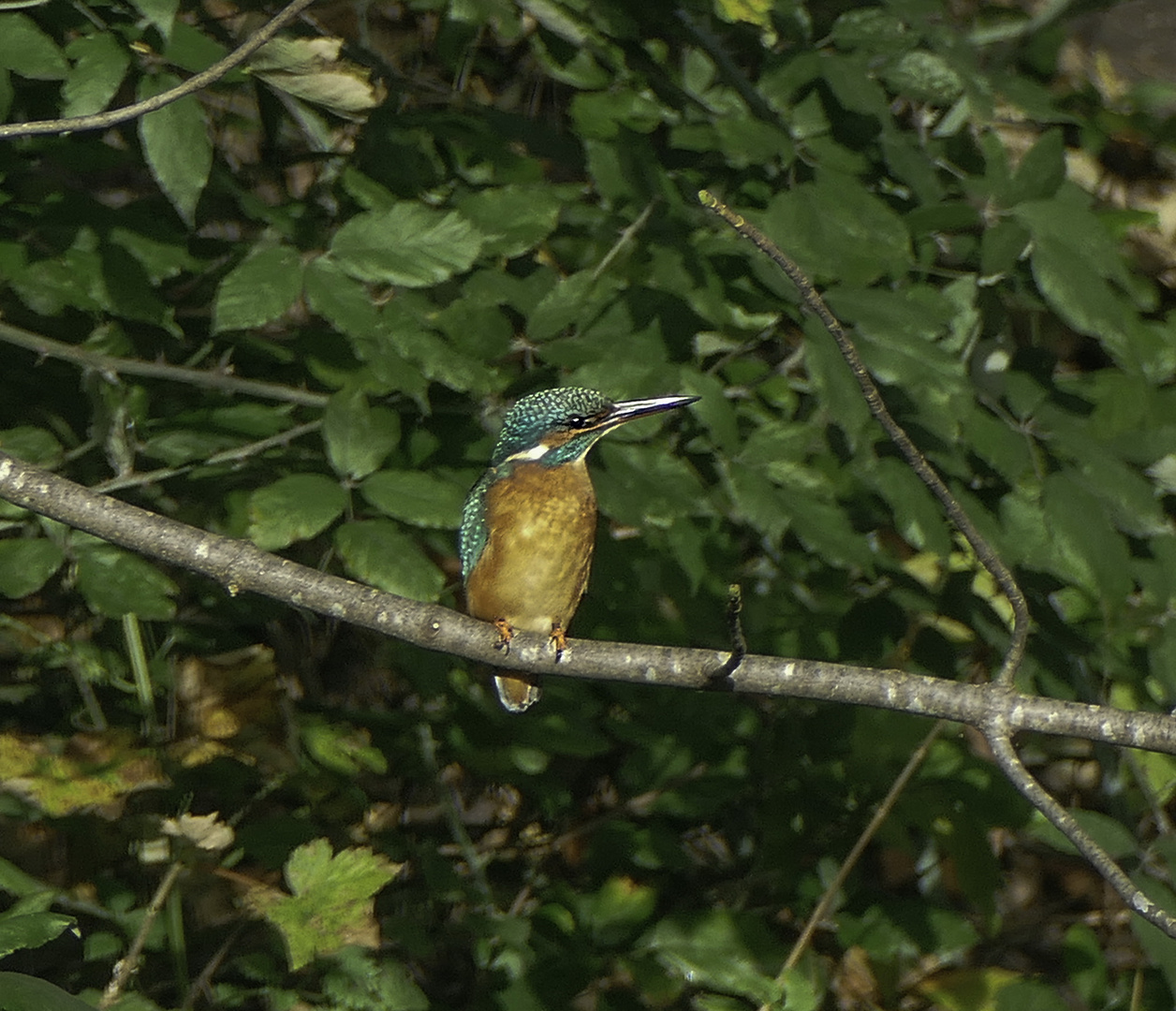 Eisvogel