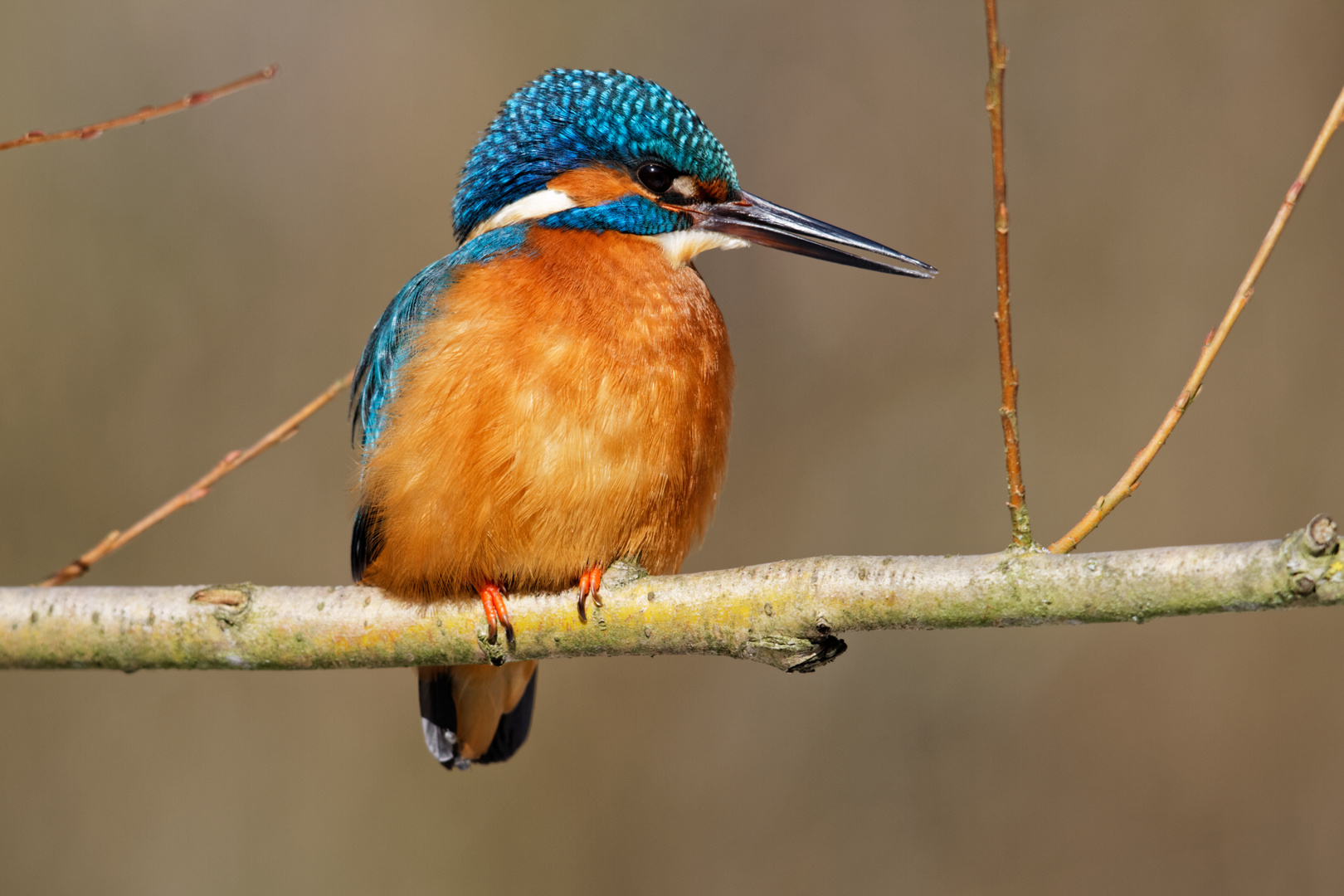 Eisvogel