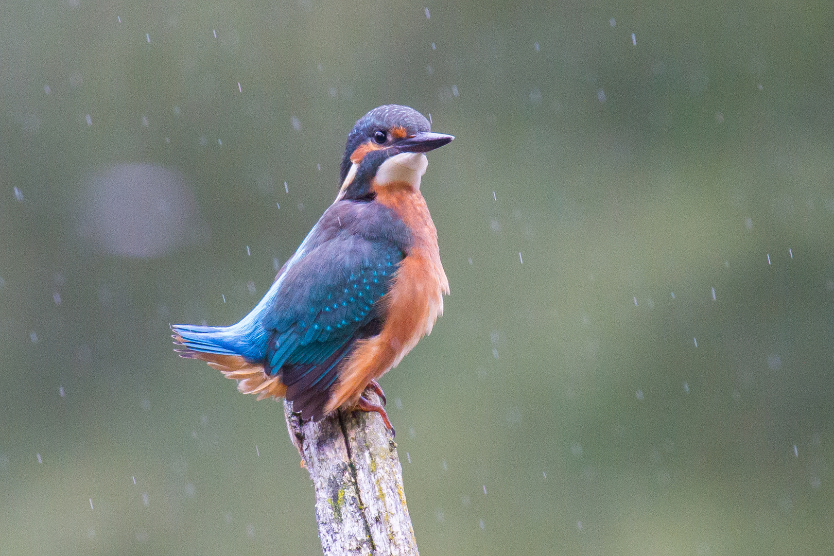 Eisvogel