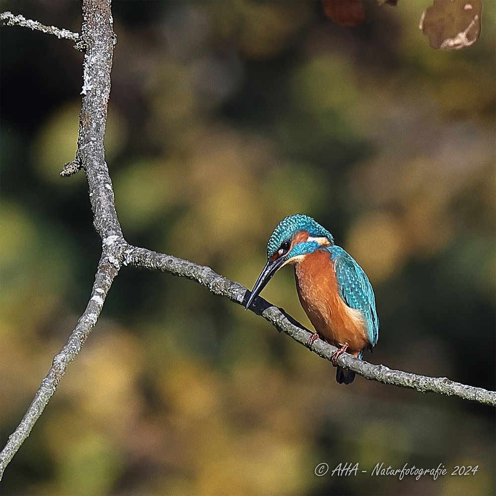 Eisvogel
