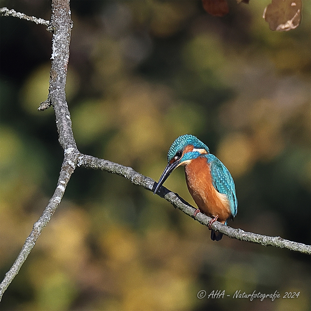 Eisvogel