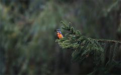 Eisvogel 