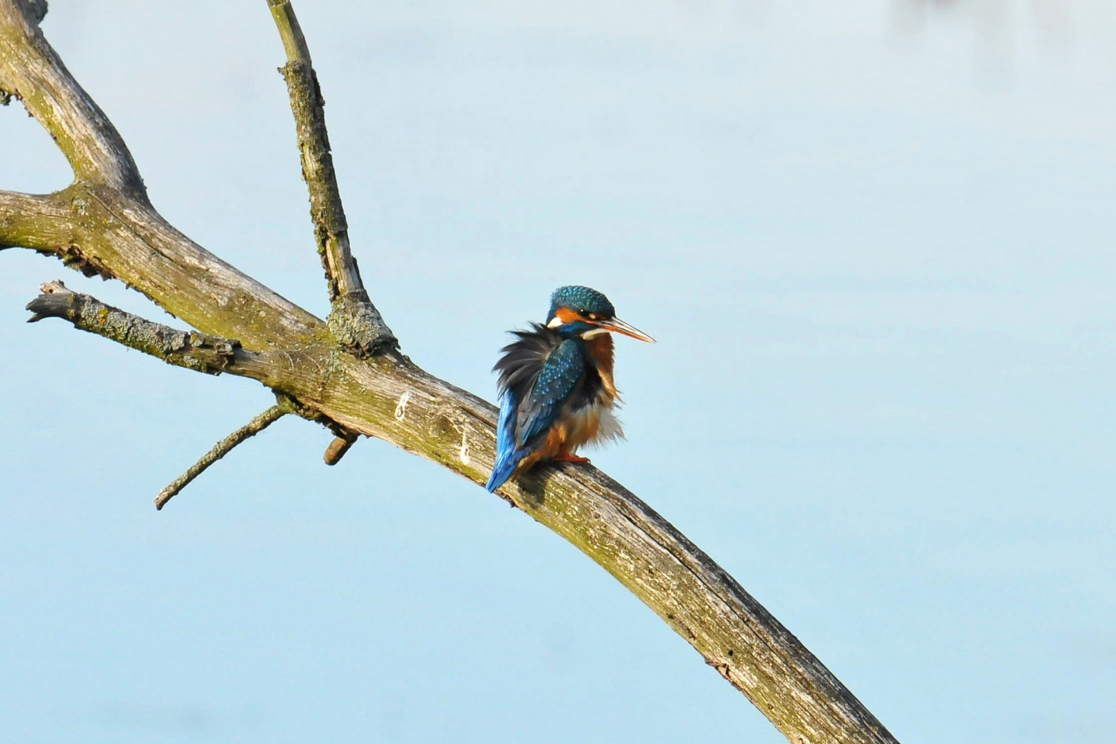 Eisvogel