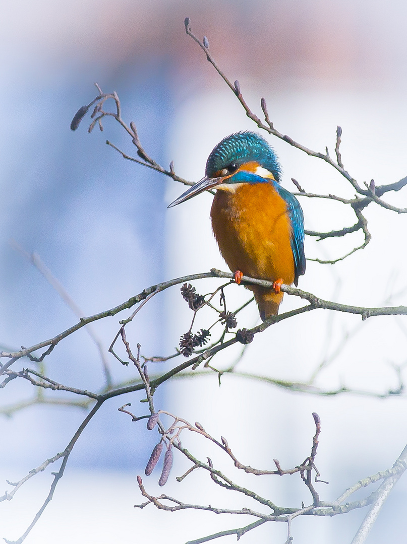 Eisvogel