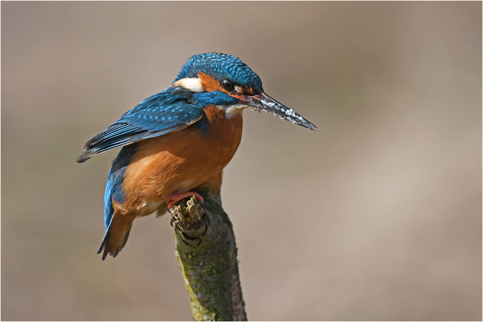 Eisvogel