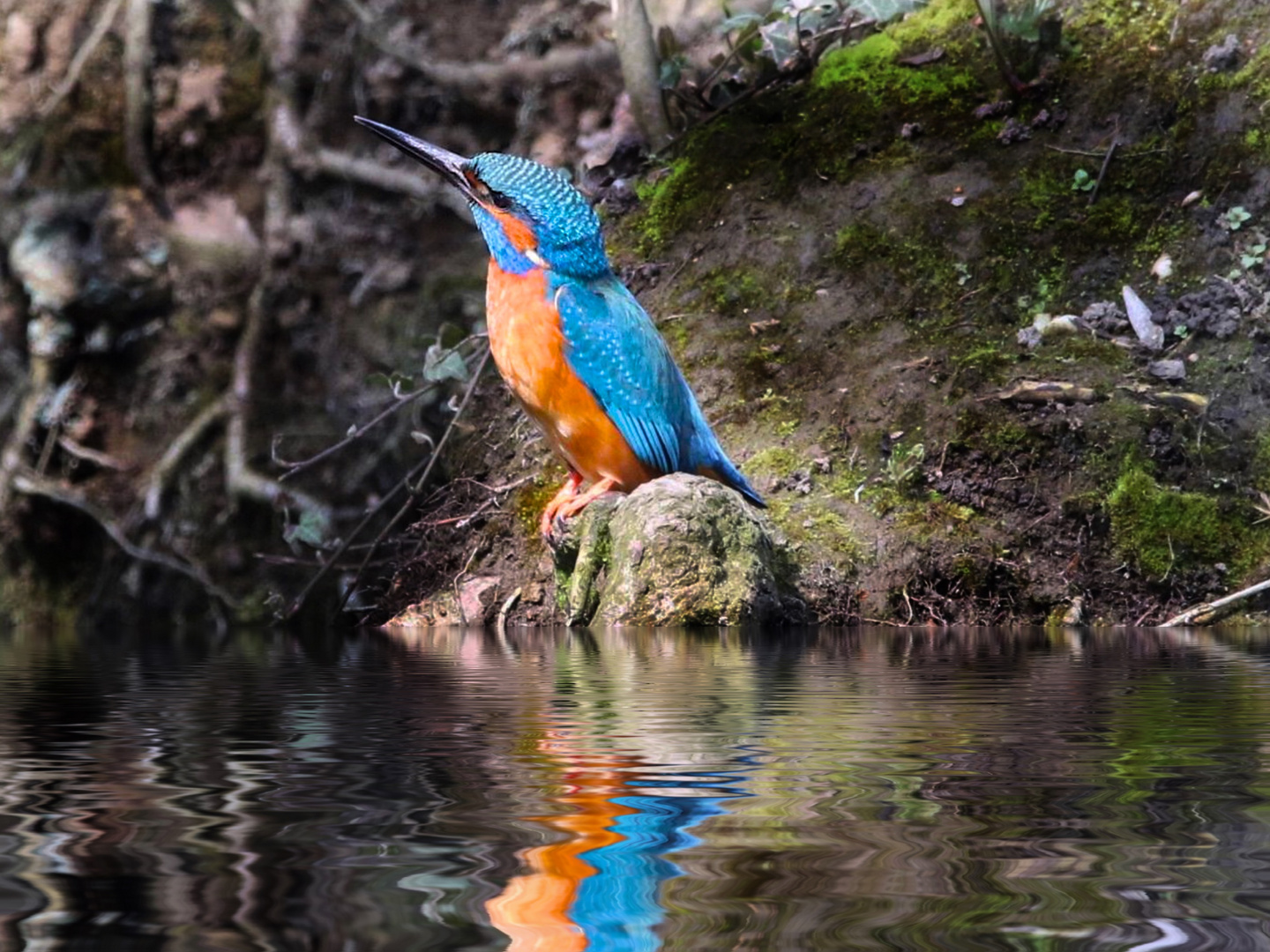 Eisvogel