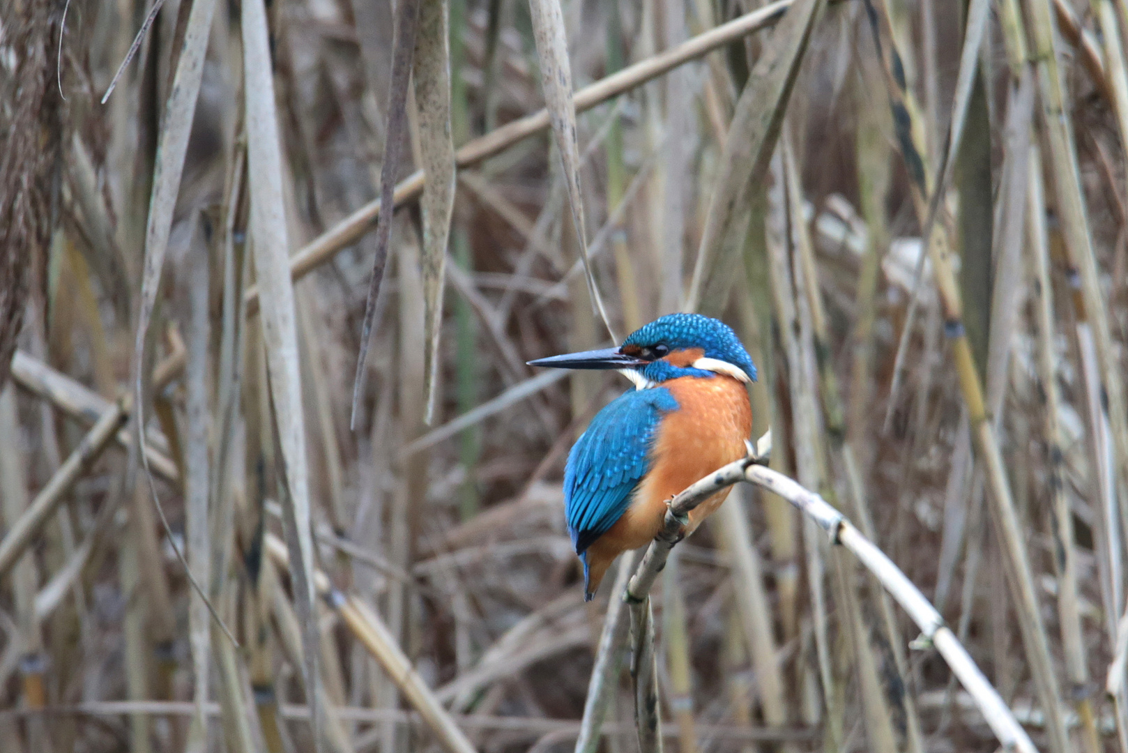 Eisvogel...