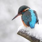 Eisvogel