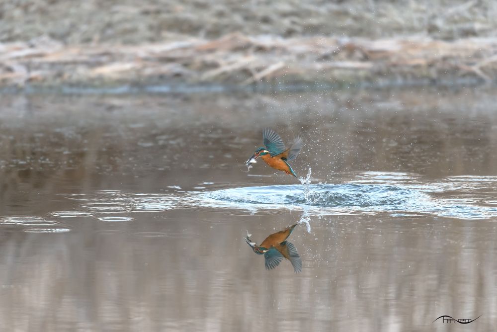 Eisvogel