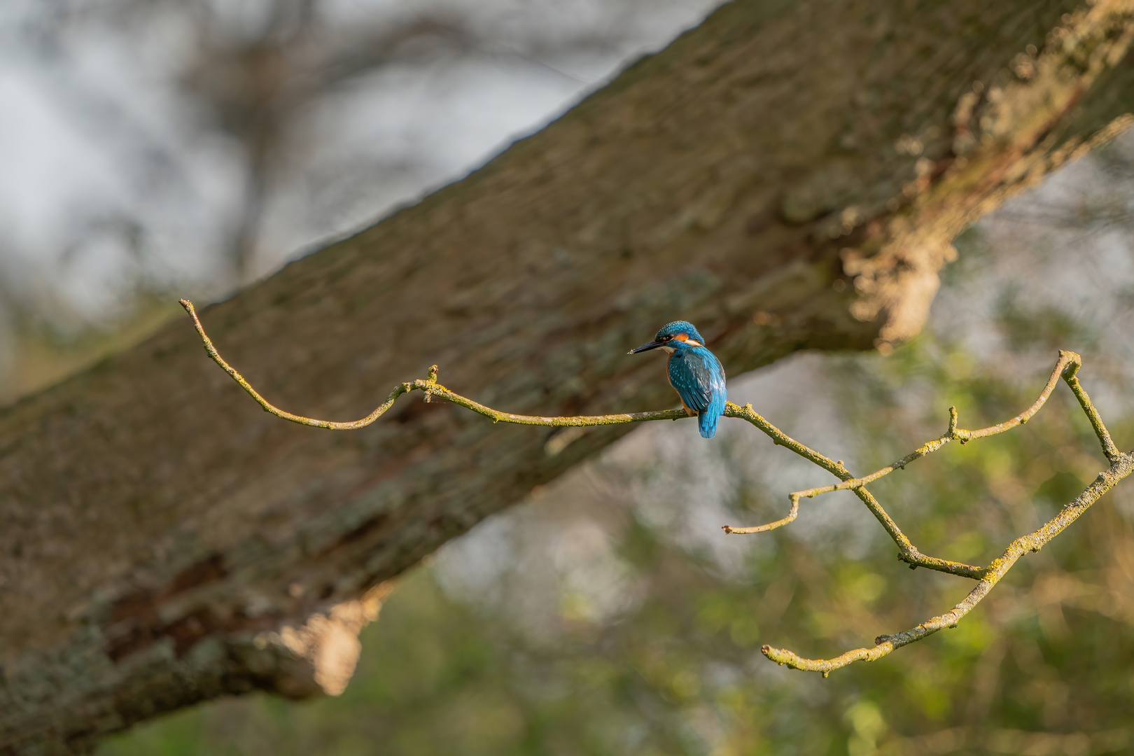 Eisvogel