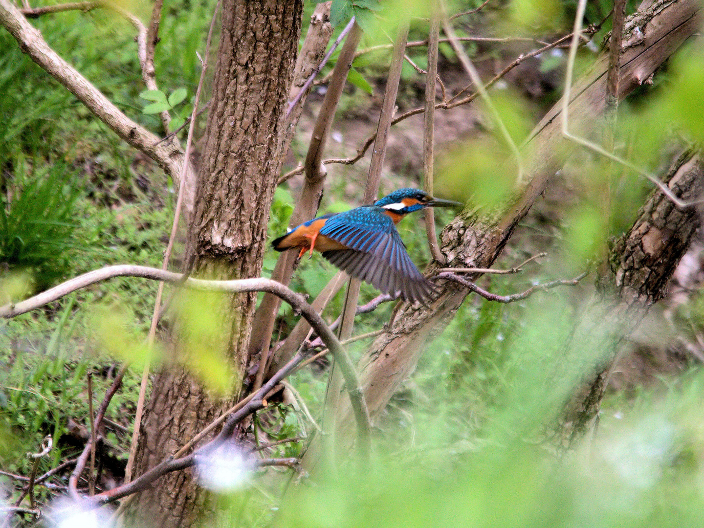 Eisvogel