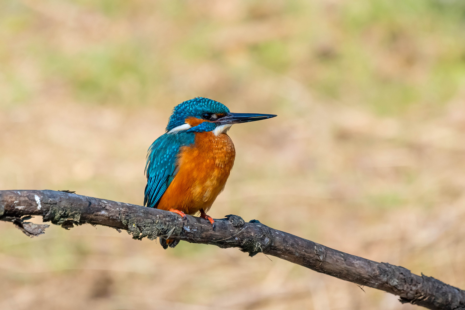 Eisvogel