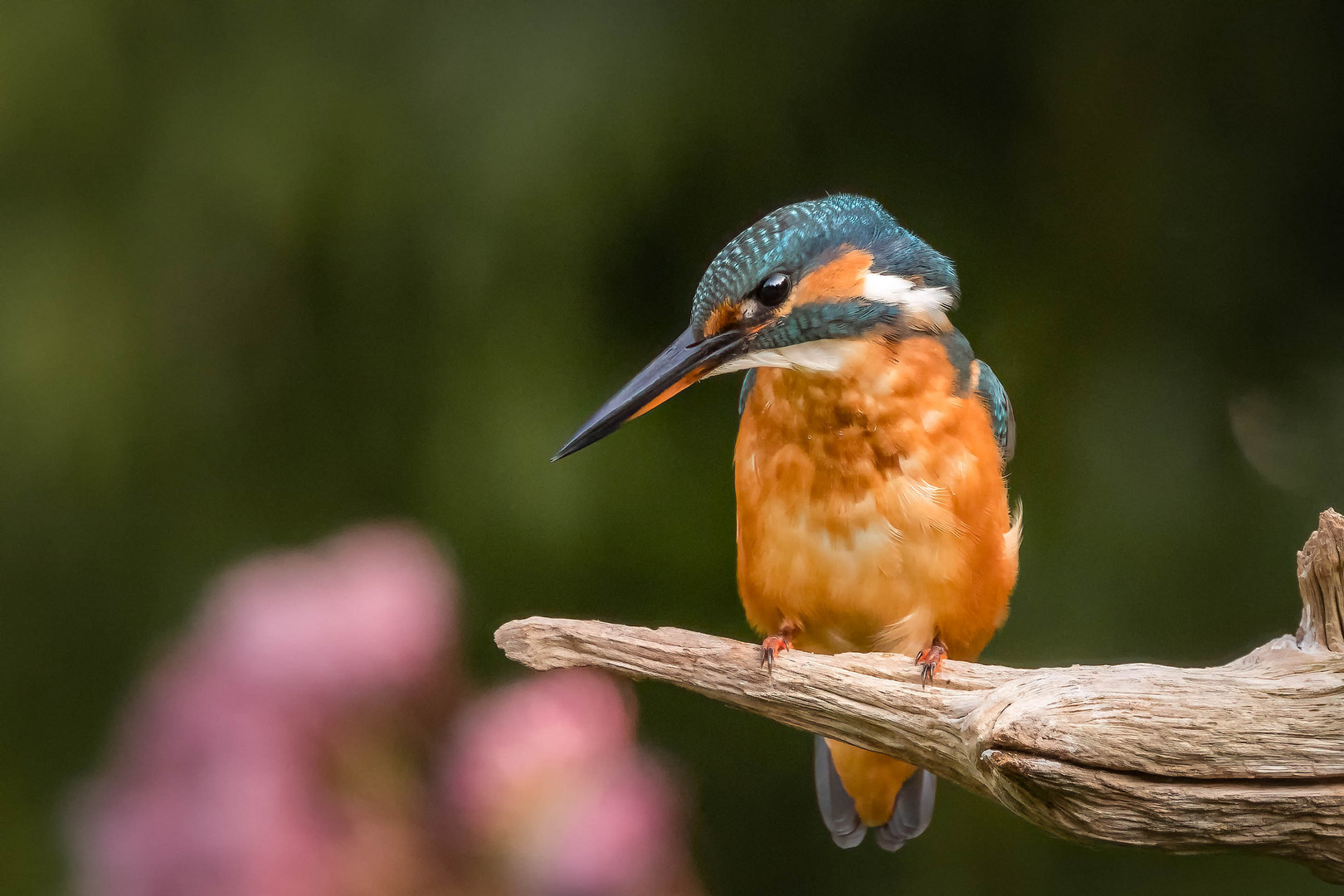 Eisvogel