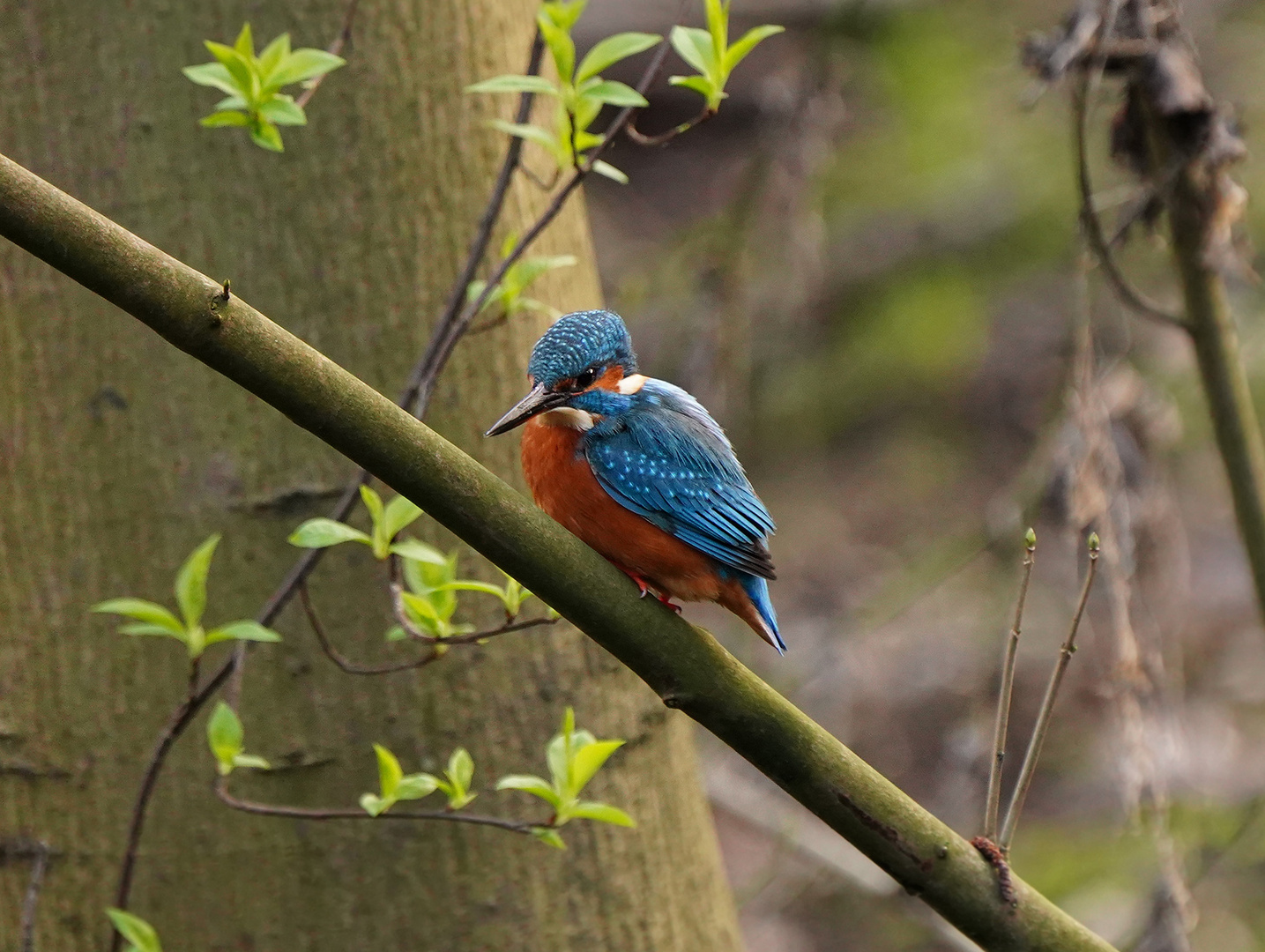 Eisvogel