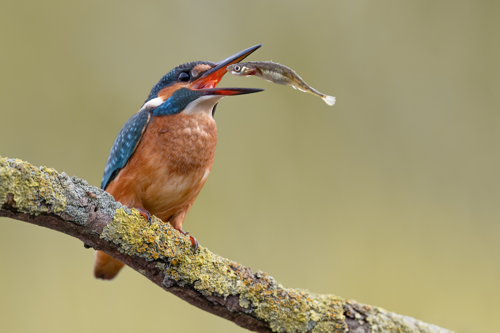 Eisvogel