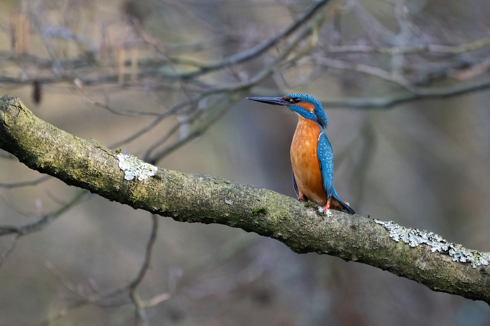 Eisvogel