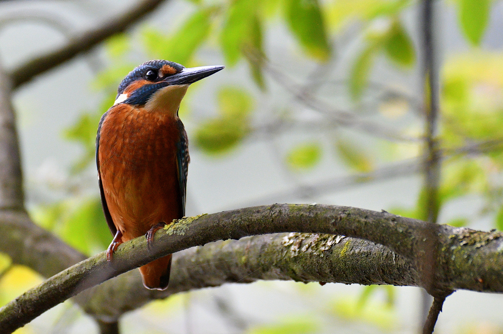 Eisvogel