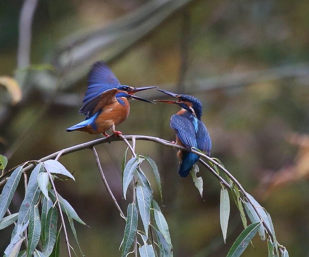 eisvogel