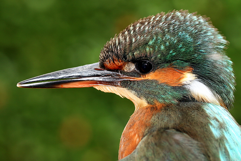 Eisvogel