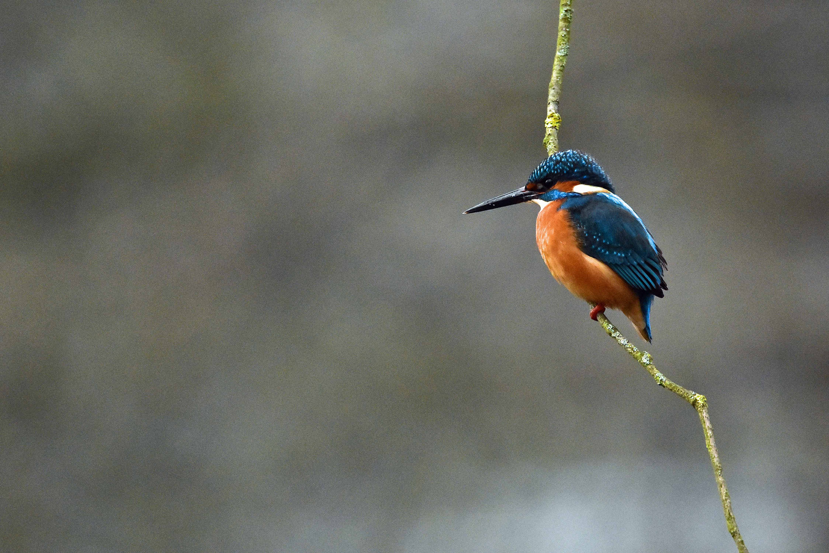 Eisvogel